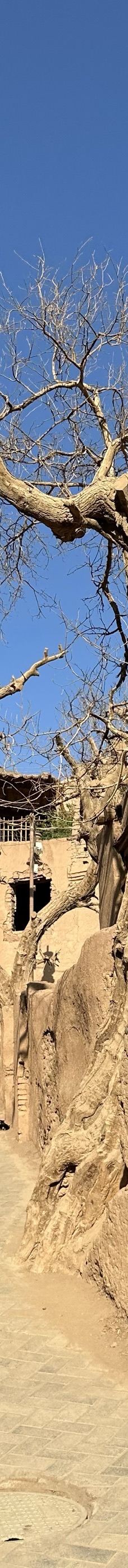 吐峪沟麻扎村-鄯善-北狐.Fox