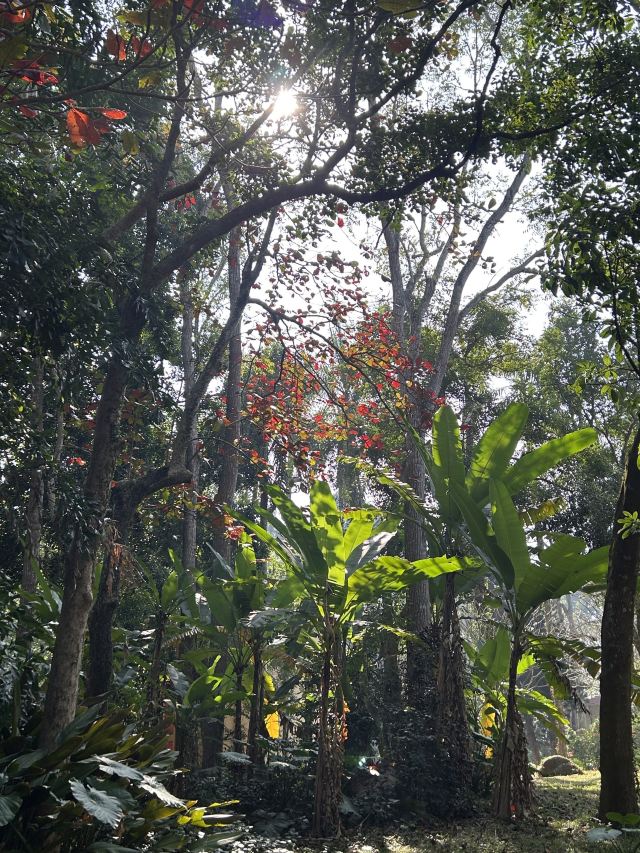 海南热带植物园旅行图片 3
