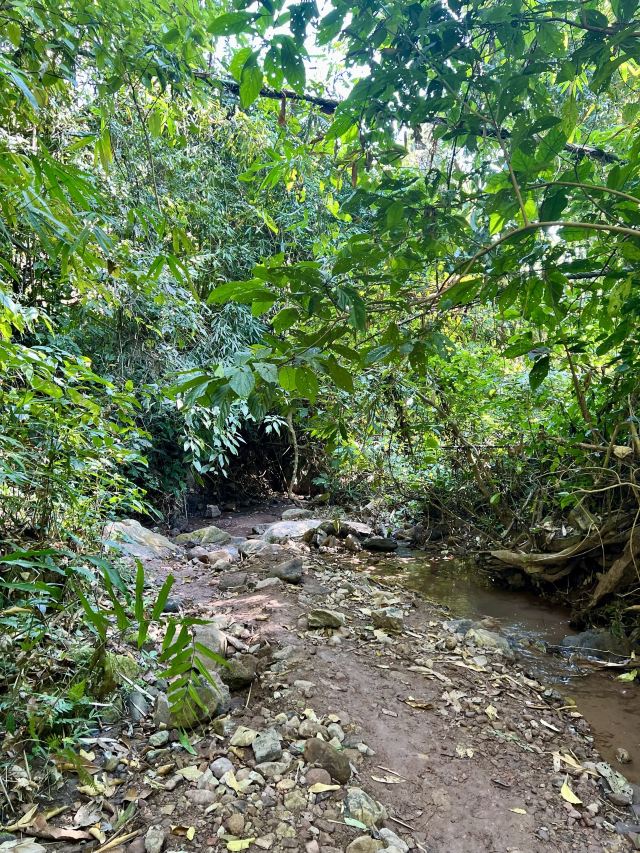 基诺山雨林徒步旅行图片 1