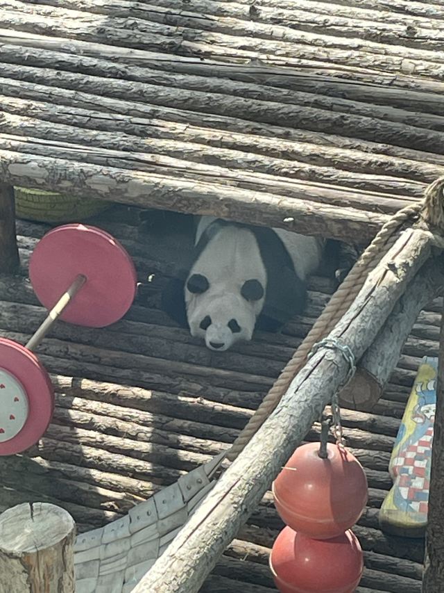大连森林动物园旅行图片