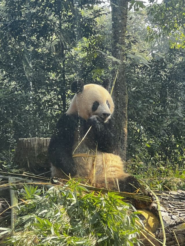 碧峰峡风景区旅行图片 3