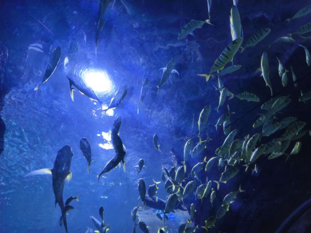 曲江海洋极地公园旅行图片 6