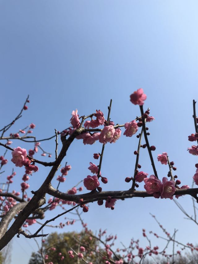 上海海湾国家森林公园旅行图片 2