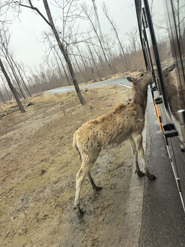 中华麋鹿园旅行图片 2