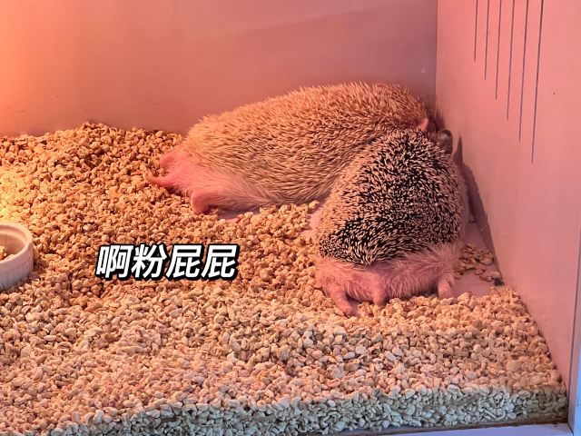 牡丹江珍稀动物园旅行图片 2