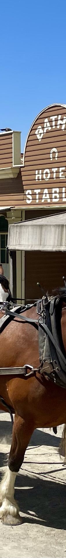 疏芬山-Golden Point-WJ11-22