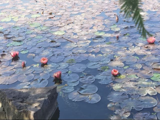 上海崇明荷花博览园旅行图片 2