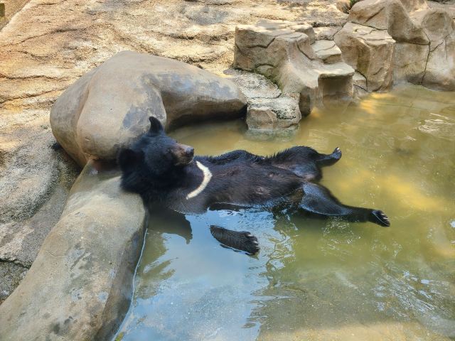 武汉野生动物王国旅行图片 2