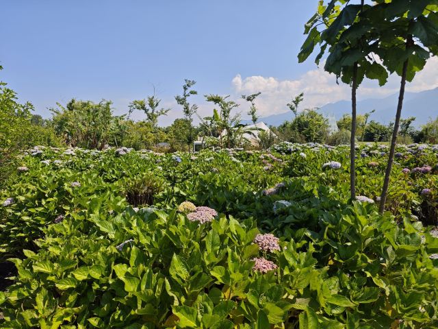 大理水花庄园旅行图片 1