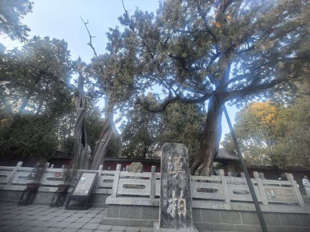 岱庙旅行图片 6