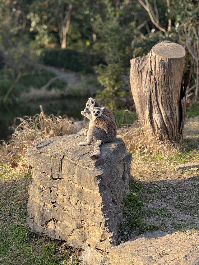 上海动物园旅行图片 9