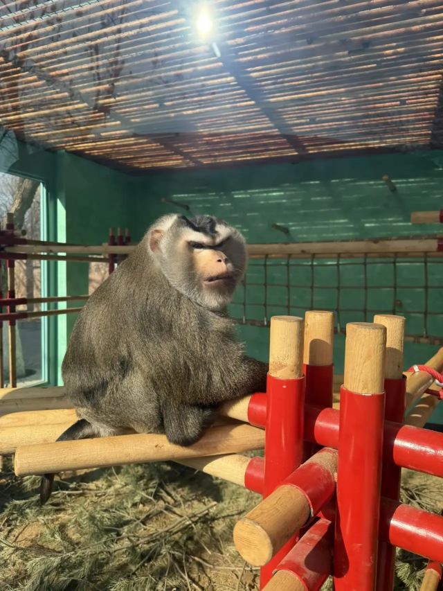 北京野生动物园旅行图片 4