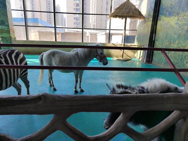 沈阳龙之梦动物科普乐园旅行图片 6