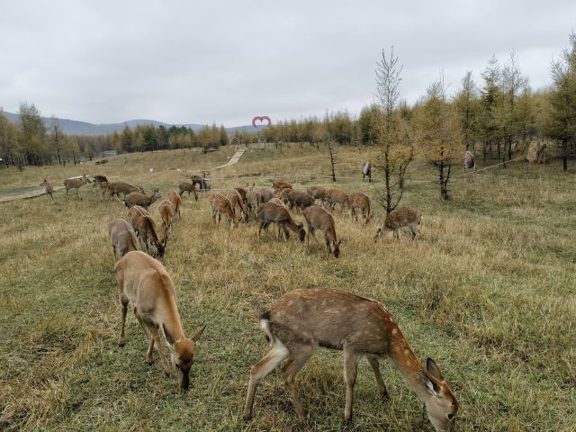 乌兰布统达瓦鄂温克驯鹿部落旅行图片 6
