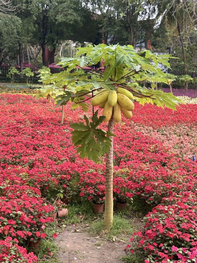 巴厘村旅行图片 2