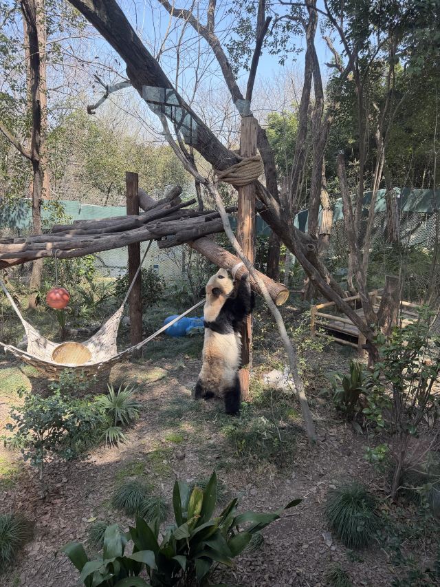 上海动物园旅行图片 4