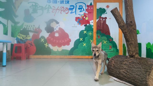 武汉野生动物王国旅行图片 2