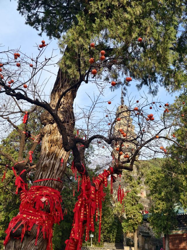 灵岩寺景区旅行图片 3