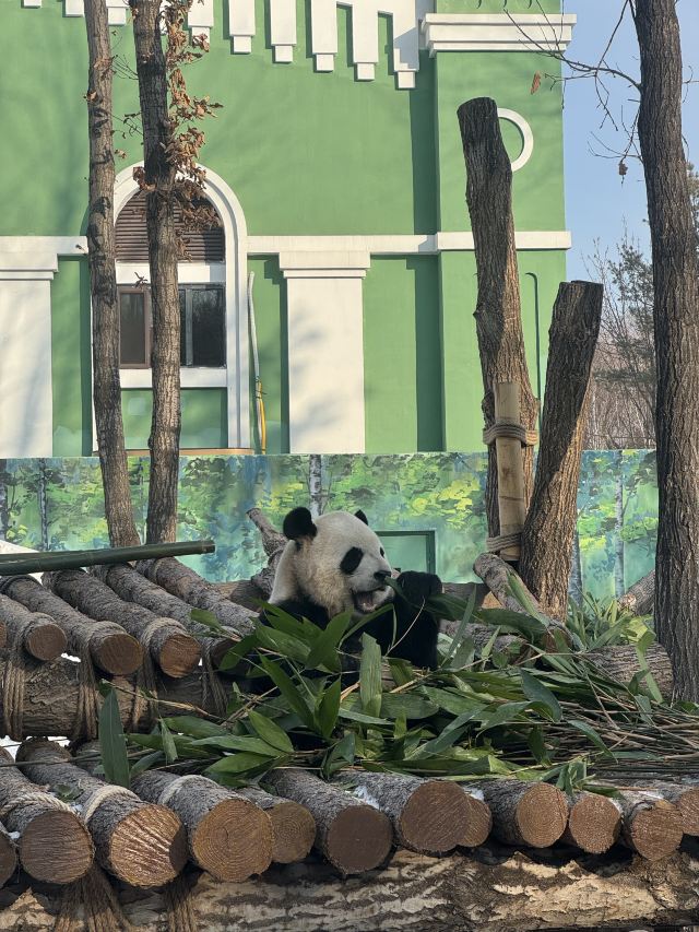 太阳岛大熊猫馆旅行图片 1
