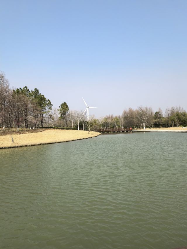上海东滩湿地公园旅行图片 1