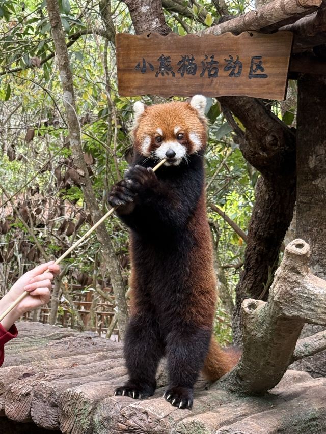 普洱太阳河森林公园旅行图片 1