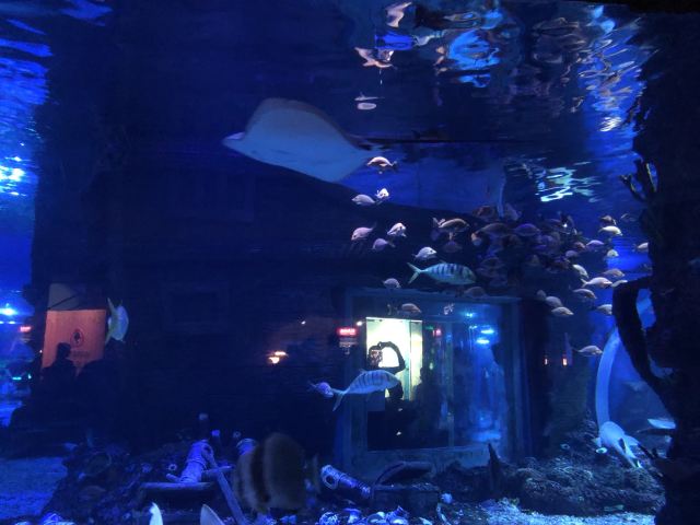 荆州海洋世界旅行图片 6