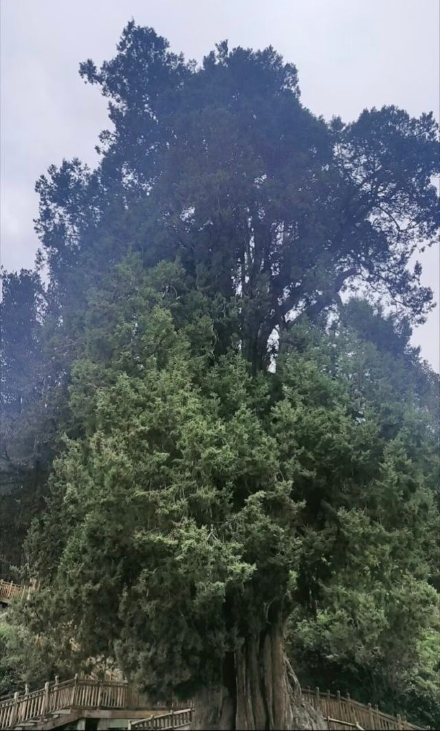 世界柏树王园林风景区旅行图片 1