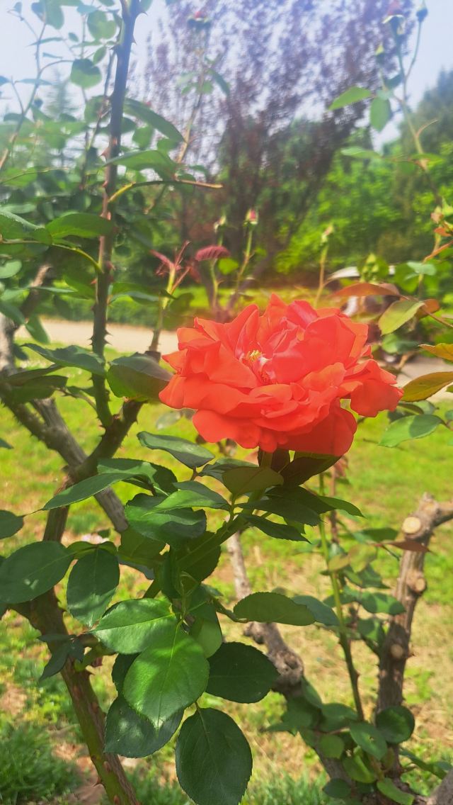 中国国花园旅行图片 2
