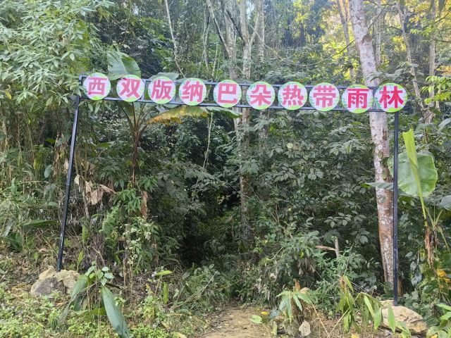 基诺山巴朵村雨林徒步旅行图片 2