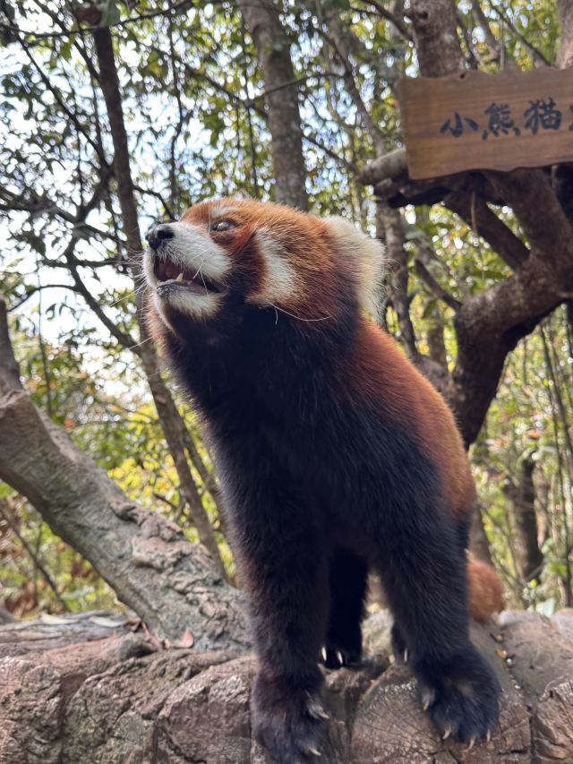 普洱国家公园犀牛坪景区旅行图片 1