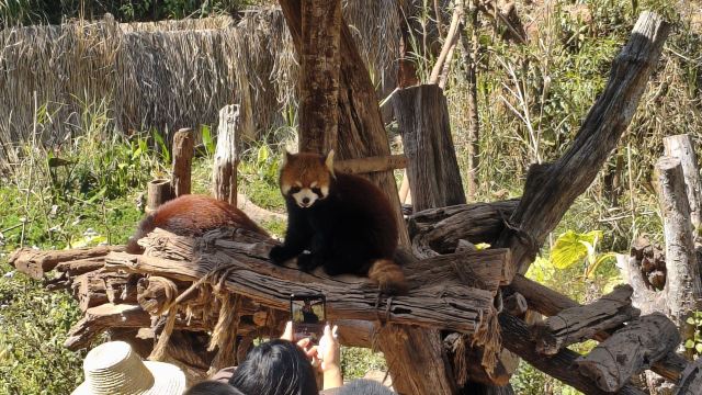 普洱太阳河森林公园旅行图片 5