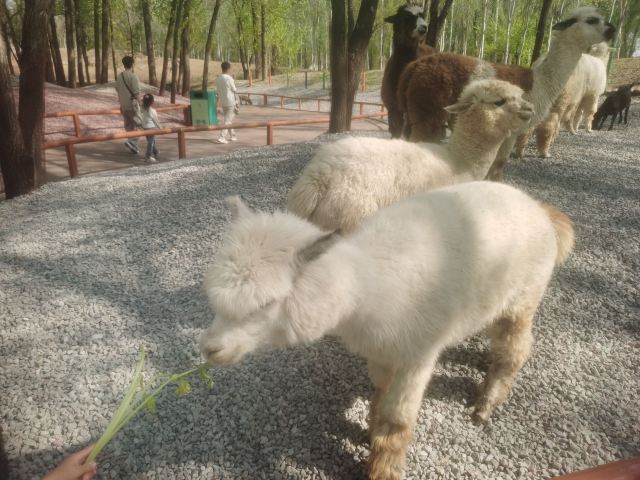 北京野生动物园旅行图片 4