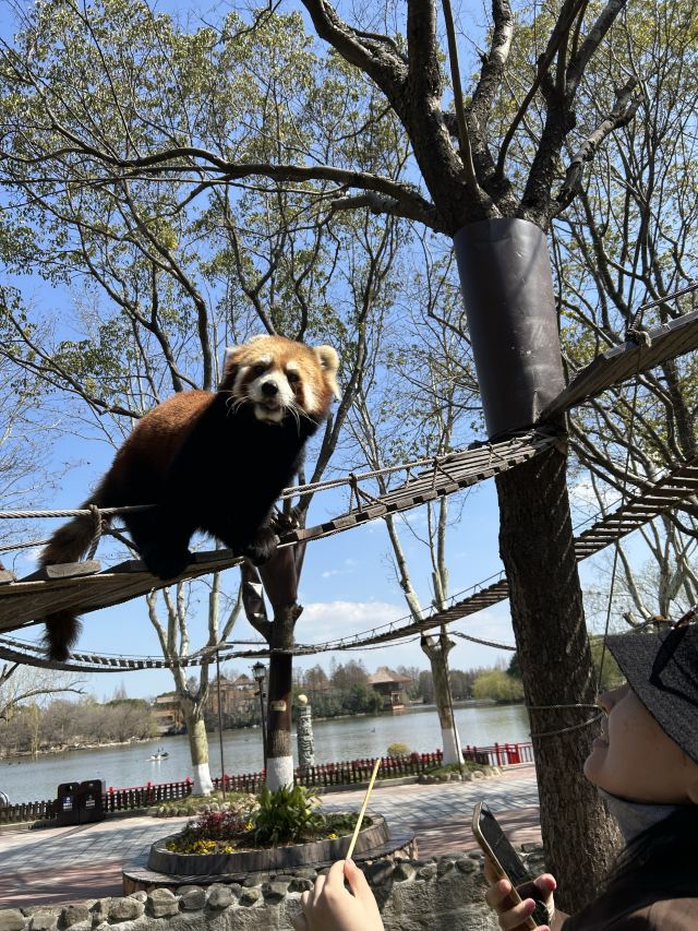 上海野生动物园旅行图片 1