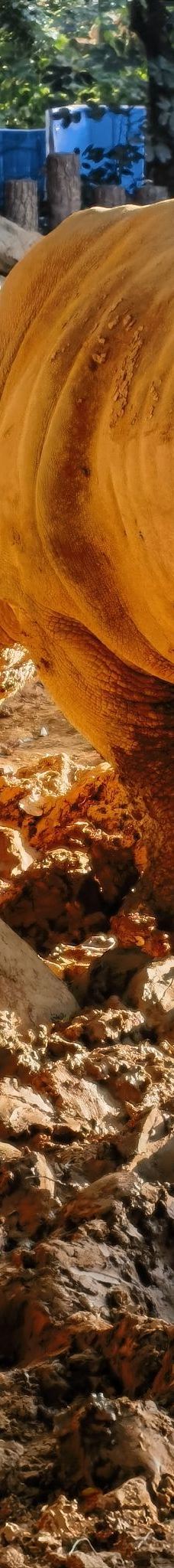 南宁动物园-南宁-雁北归