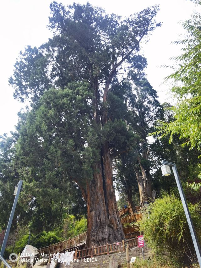 世界柏树王园林风景区旅行图片 4