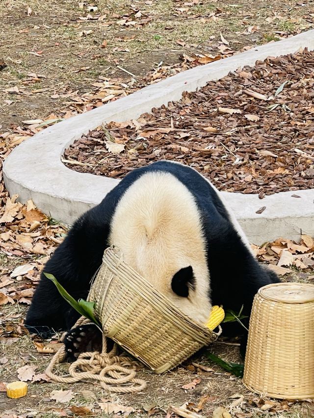 太阳岛大熊猫馆旅行图片 1
