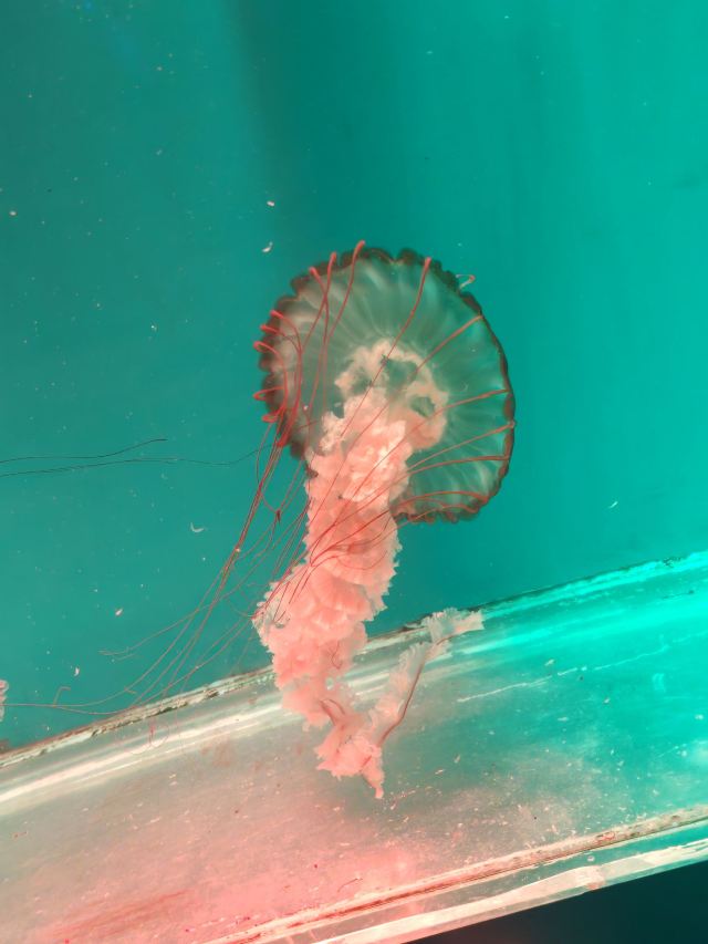 昆明海趣花都海洋世界旅行图片 4