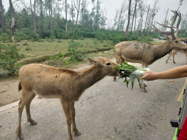 中华麋鹿园旅行图片 2