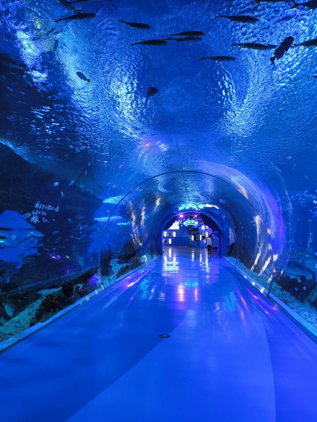 上海海昌海洋公园旅行图片 1