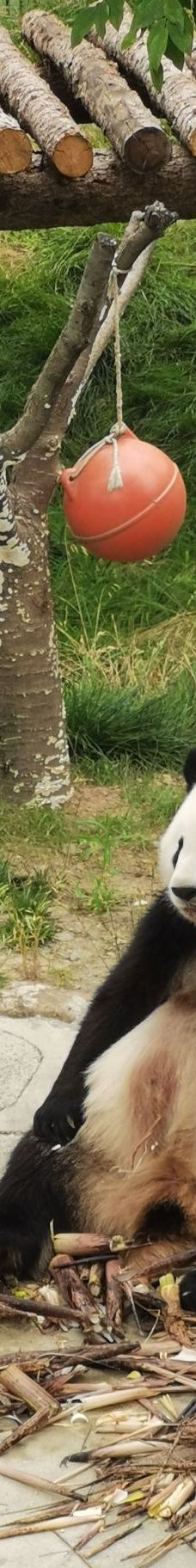 秦岭四宝科学公园-周至-YoYo_9B7O7Q5J