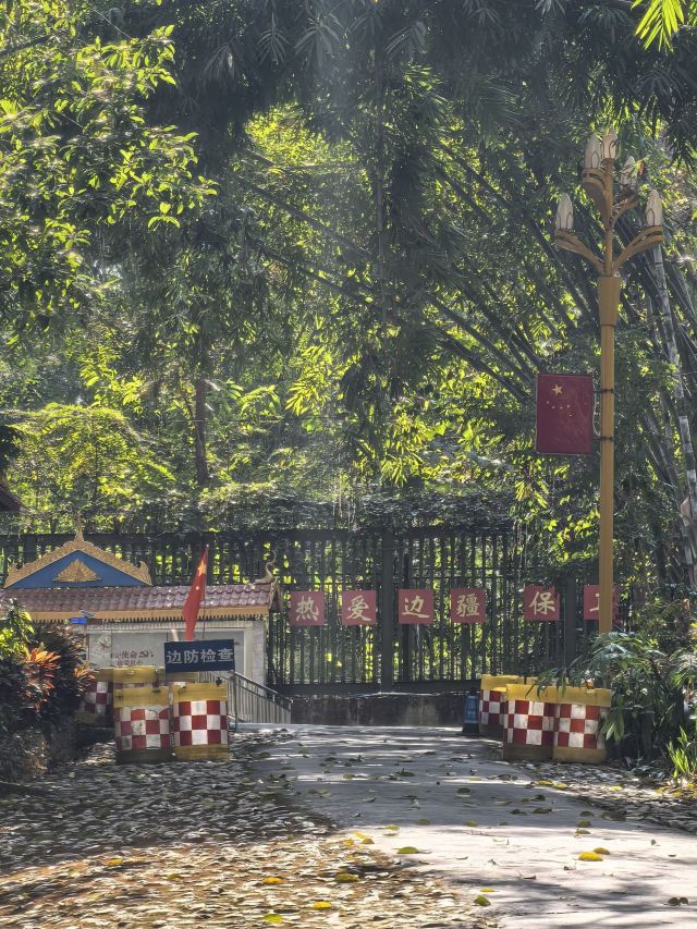 西双版纳独树成林景区旅行图片 7