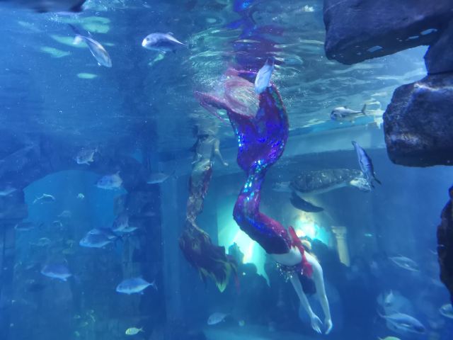 九江海底世界旅行图片 3