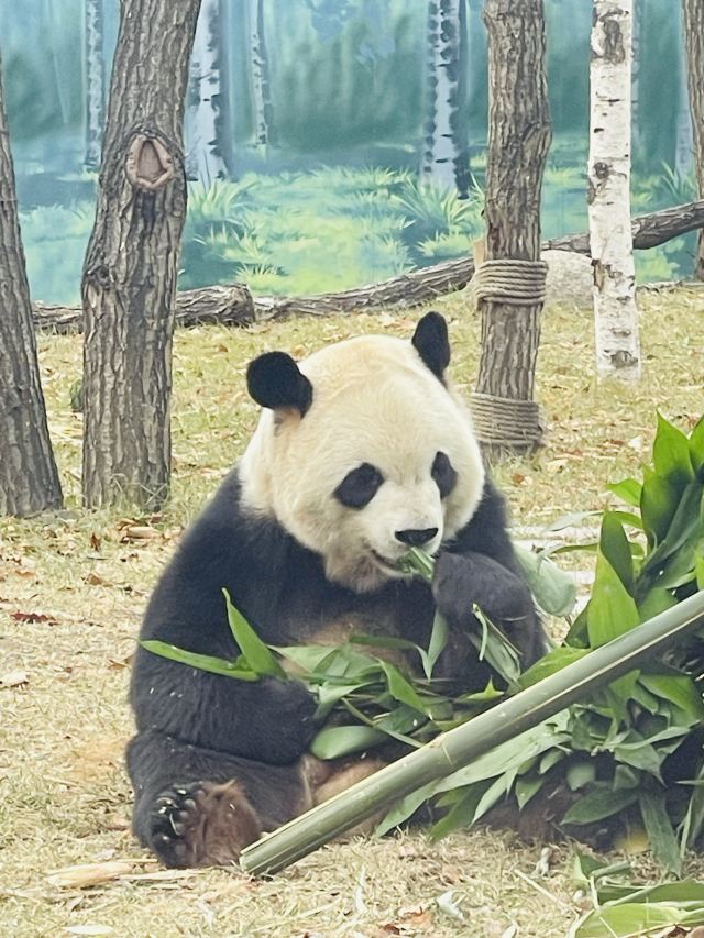 太阳岛大熊猫馆旅行图片 2