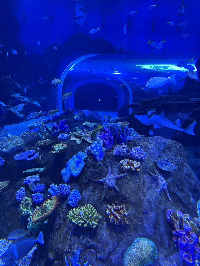 长沙湘江海洋王国旅行图片 4