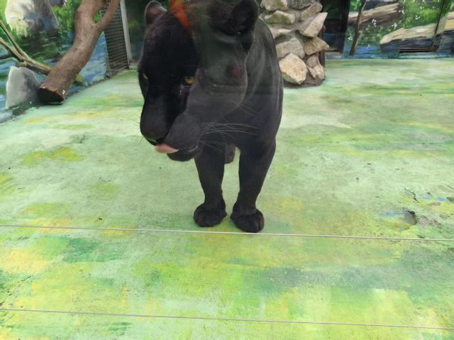 西安秦岭野生动物园旅行图片 3