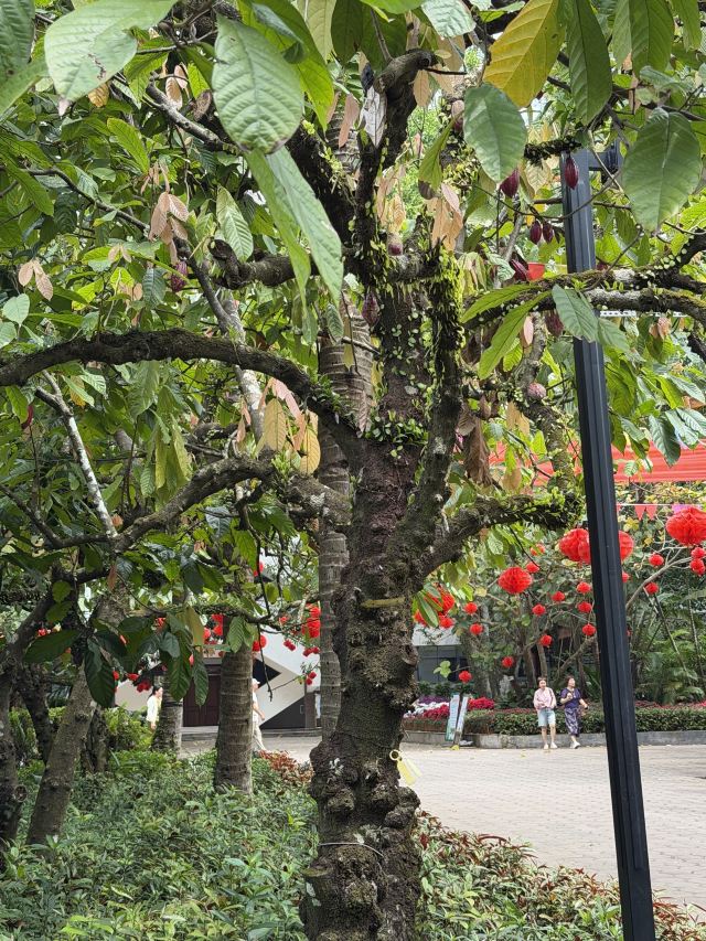 兴隆热带植物园旅行图片 3