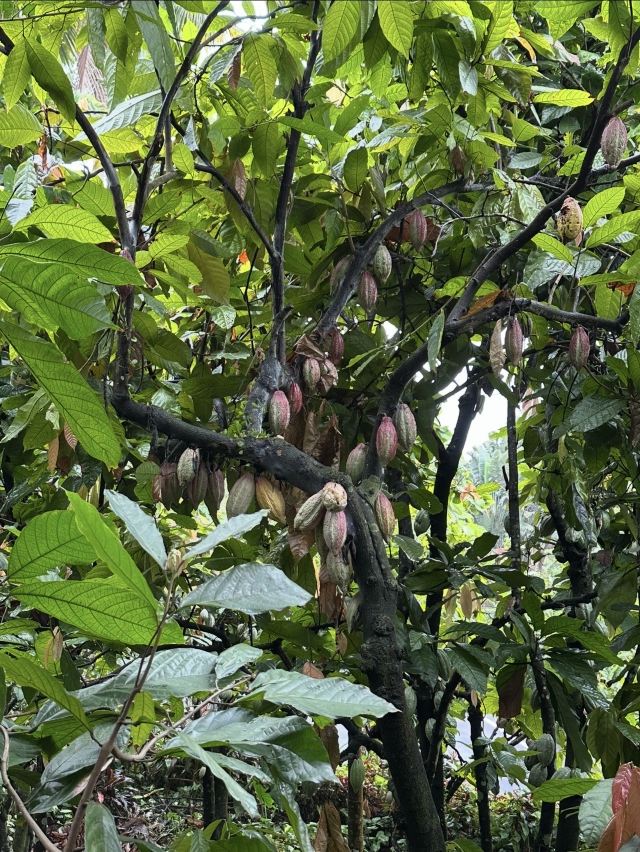 兴隆热带植物园旅行图片 1