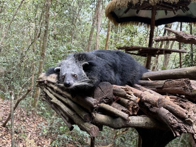普洱太阳河森林公园旅行图片 4