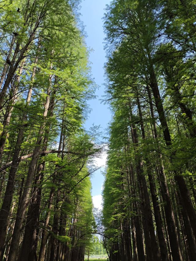 金湖水上森林景区旅行图片 1