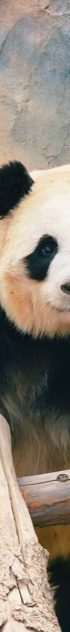 西宁熊猫馆-西宁-YoYo_1T3S6Y2P